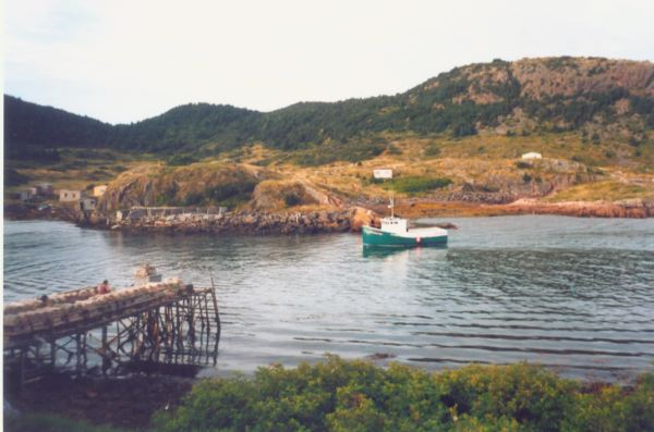 589: Red Island. The 'Red Island Rose'. (2002) [courtesy of Heather Walsh]